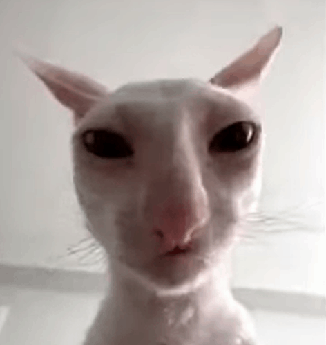 Gato meme pelado con ojos enormes y mirada de chismoso