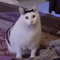 Huh Cat, el gato meme con cara de no entender nada