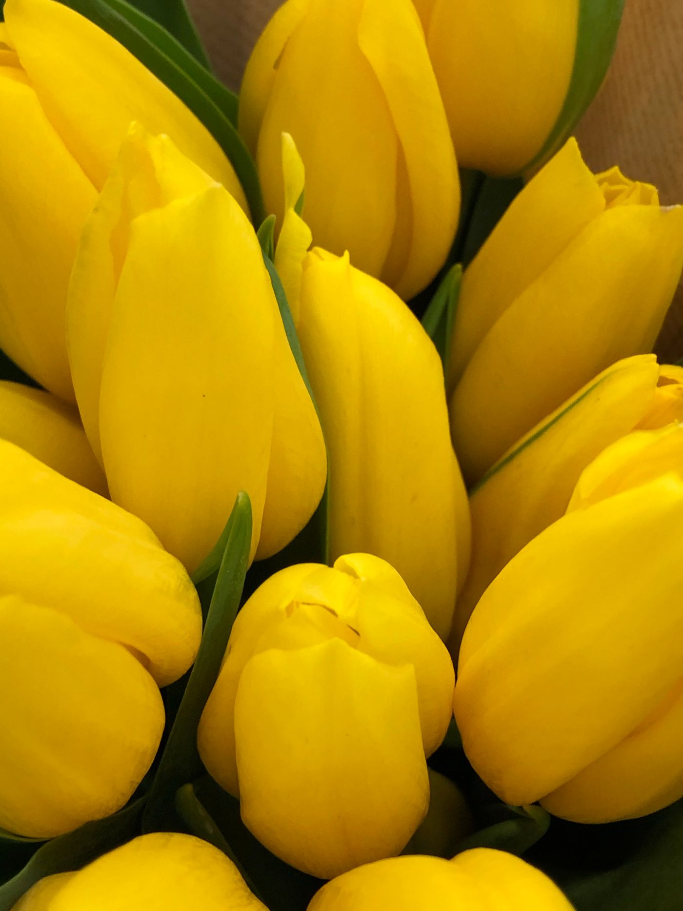 Tulipanes amarillos llenos de luz, para Antu